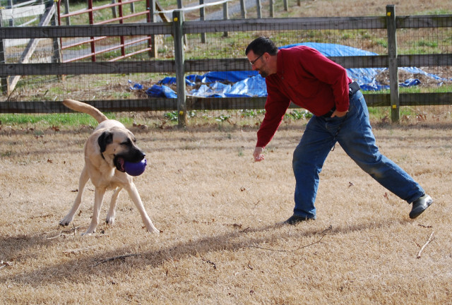 Anatolian Shepherd Count at 4 years old