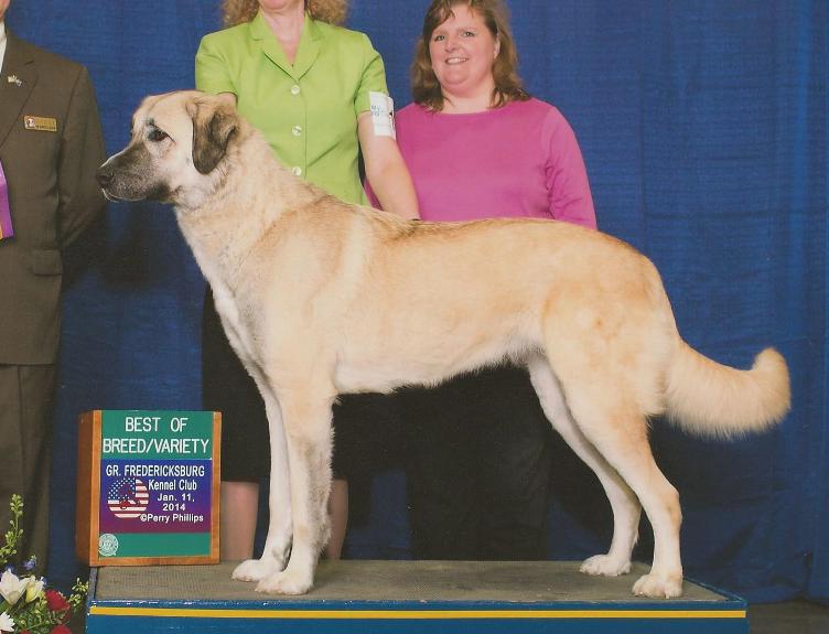 maggie anatolian - best of breed